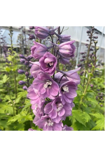 Вертикальные стебли дельфиниума на фоне зелени